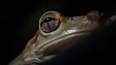 Cuban tree frogs will grow to the size of a human hand, eat other frogs and now are in Georgia