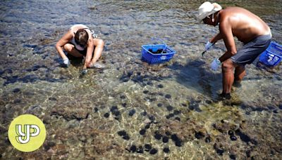 Japan uses cabbage to protect seaweed forests from sea urchins