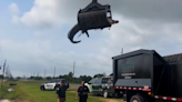Gator hoisted in to air by grapple truck after being found in Texas ditch