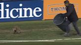 Have You Seen This? Raccoon chased by staff with trash can during soccer game