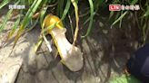 灰姑娘來過了？彰化花壇虎山巖金針花海 發現1只黃色高跟鞋(民眾提供) - 自由電子報影音頻道