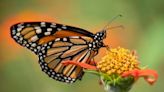 Texas A&M AgriLife experts encourage planting nectar-producing plants