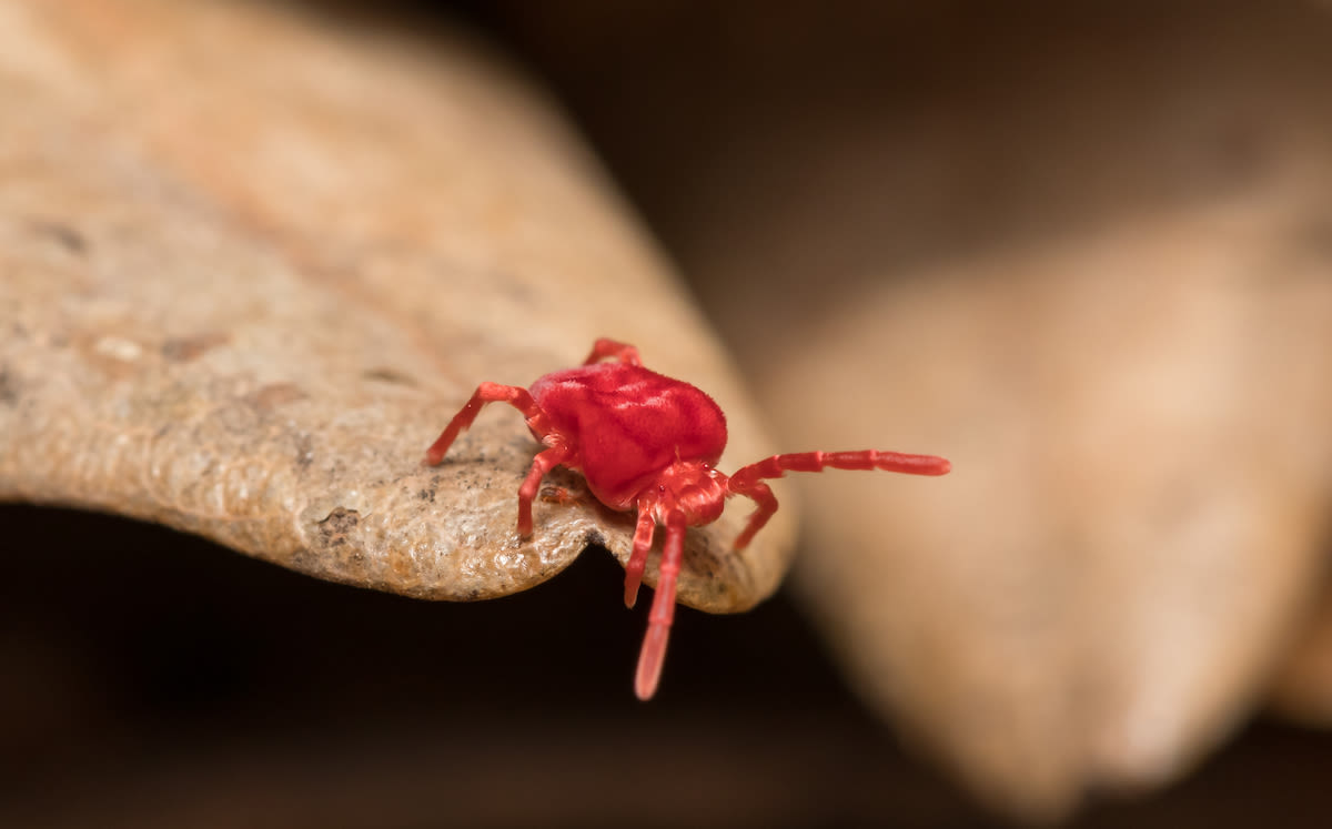 How to Get Rid of Clover Mites — Best Life