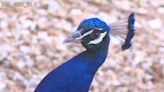 Want to adopt a peacock? Bolivar is looking to relocate some from their overcrowded park area