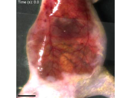 Scientists Make Skin of Living Mice Transparent with Dabs of Common Food Dye