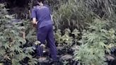 台中太平區深山成開心農場 種破百株大麻花