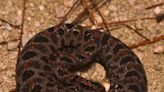 Pit vipers are the Southeast's most plentiful snakes | ECOVIEWS