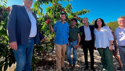 Las cerezas de la montaña inician en el Mas de Roc una campaña muy irregular según las zonas