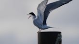 Tern Island: Human-made isle welcomes nesting terns to Niagara River habitat