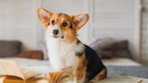 Man Teaches His Corgis How to Read for Treats and It Totally Works
