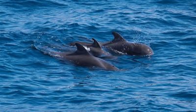 "Großartiges Ergebnis" Tierschützer retten 130 in Australien gestrandete Wale