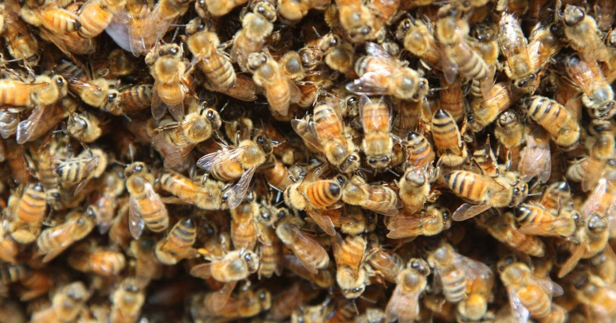 Bees face extinction due to climate change making it too hot to handle