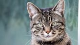 32 things to love about European shorthair cats