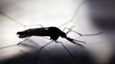 El jabón que usas puede hacerte más atractivo para los mosquitos