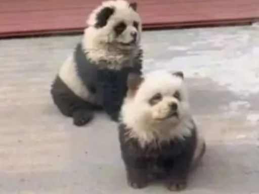 China zoo slammed for painting dogs to look like pandas to draw in crowds