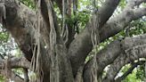 In Andhra Pradesh's Thirumala Village, This 100-year-old Banyan Tree Still Stands Tall - News18