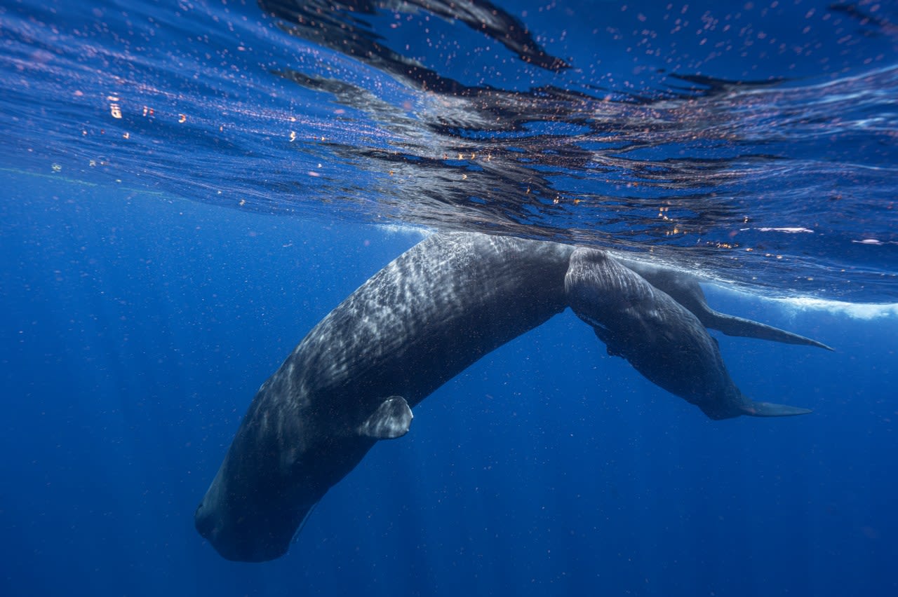 Scientists are learning the basic building blocks of sperm whale language after years of effort