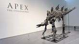 Ken Griffin Buys $45M Stegosaurus Skeleton in Record Sale