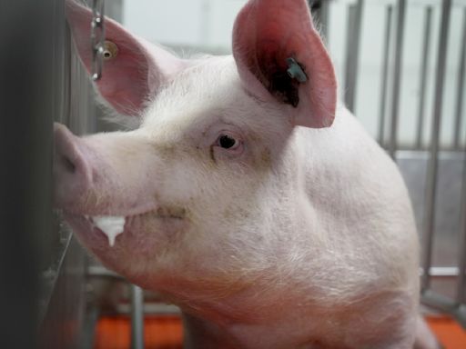 Meet some of the world's cleanest pigs, raised to grow kidneys and hearts for humans