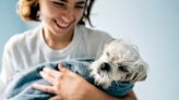 Trainer reveals how to dry your dog with a towel safely, quickly and hassle-free (and it's brilliant if they're mouthy!)