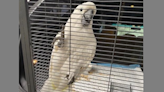 $2,500 cockatoo returned to California aviary after being stolen