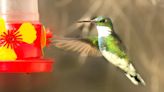 Cómo preparar el néctar casero para atraer más colibríes a tu jardín