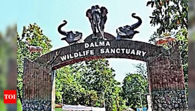 Elephant population in Dalma dwindles: Census | Ranchi News - Times of India