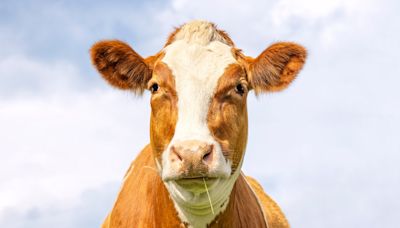 Rescued Cow Has Cutest Way of ‘Demanding’ More Neck Scratches