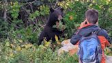 Entitled tourist tempting fate for close-up photo of bear sparks outrage online: ‘That guy has a death wish’