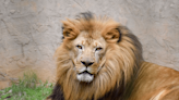 Lion dies at Greenville Zoo, second in three months