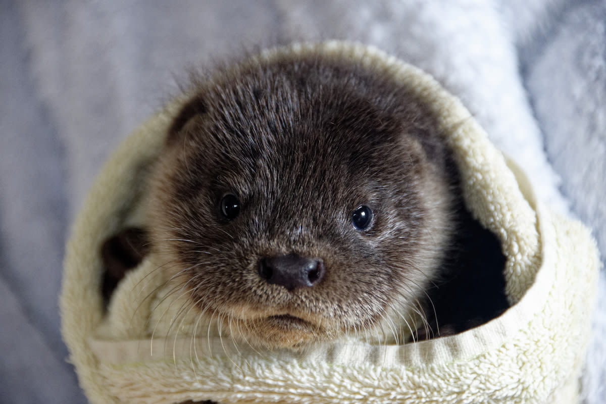 Baby Rescue Otter Can't Stop Playing with Toys Even When She's Falling Asleep