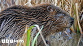 Beaver evidence found on River Stour near Gillingham