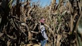 U.S. Farmers Are Expected to Plant Less Corn This Spring