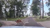 Watch: Escaped kangaroo found wandering Texas neighborhood