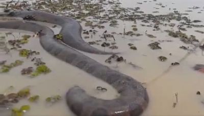 El video de la gigantesca anaconda que fue vista en la frontera entre Colombia y Ecuador