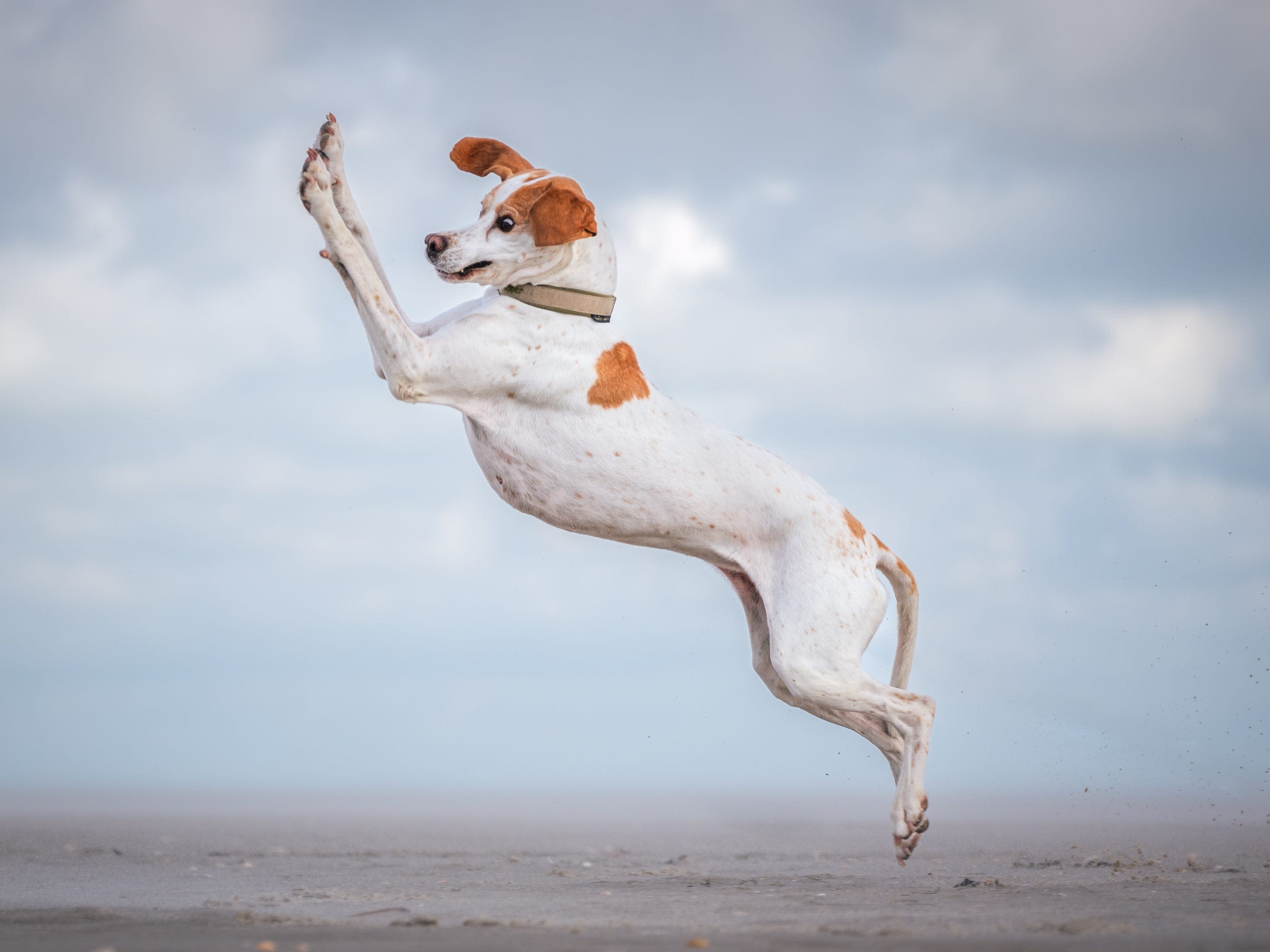 15 award-winning photos of animal antics from this year's Comedy Pet Photography Awards