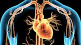 Diet-induced inflammation positively tied to marker of heart failure