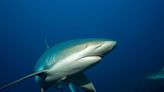 Un tiburón recorre 27.000 kilómetros en 546 días
