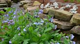 Early blooming perennials signal arrival of spring