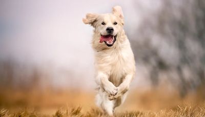 Hombre es captado viajando en carrito de supermercado impulsado por perros