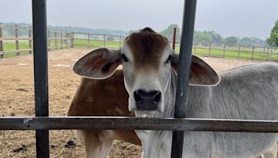 Limited testing of raw milk for bird flu leaves safety questions unanswered