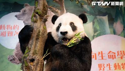 台北市立動物園瀕危動物故事館開幕 將展出大貓熊「團團」標本