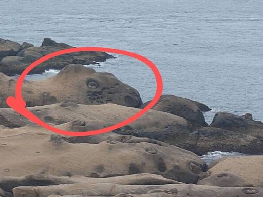 野柳地質公園也發現「水豚君」 趴岩石中似覓食