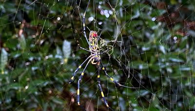 Giant, flying Joro spiders coming to NYC area this summer: 'Stuff of your nightmares'