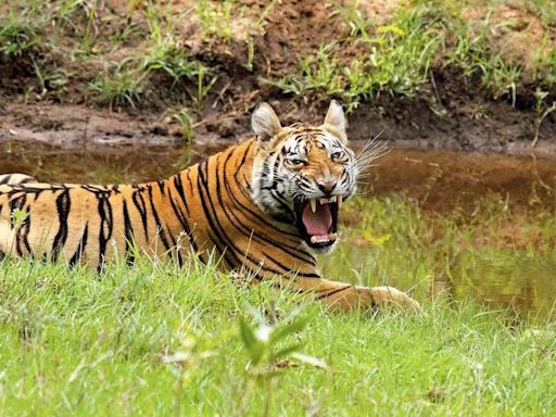 Maharashtra: Tigress that killed 11 persons in Chandrapur district over three years caged