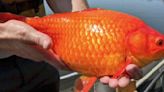 Why giant goldfish are storming America's Great Lakes and wreaking havoc on wildlife