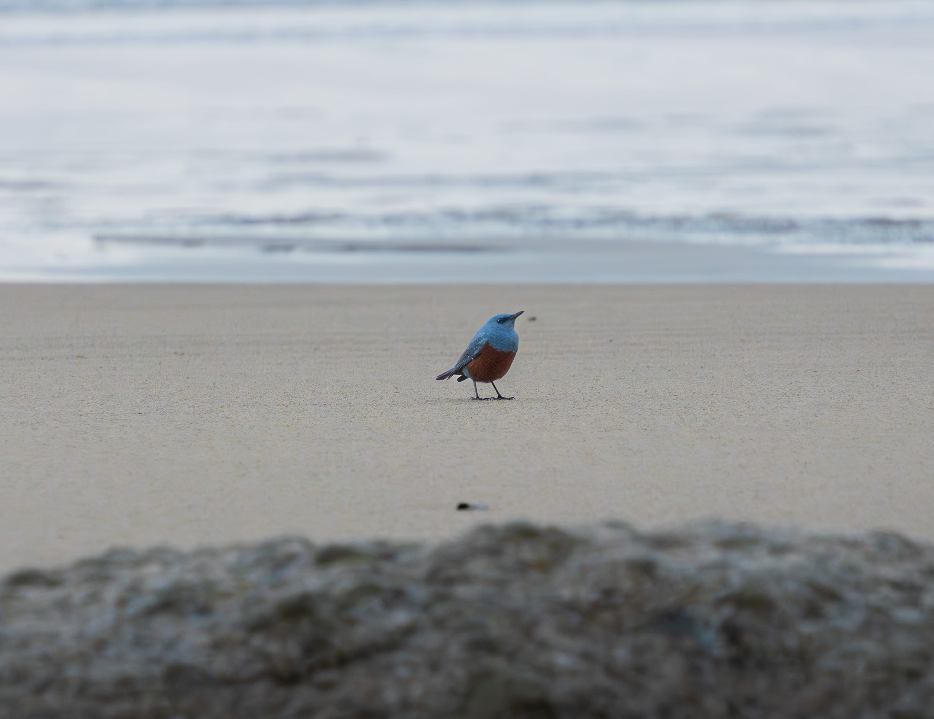 Extremely Rare Blue Rock Thrush Spotted in Oregon Might Be the First Ever in the United States