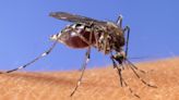 West Nile virus identified in North Las Vegas mosquitos