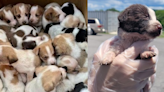民眾逛街路邊發現紙箱 打開一看「塞滿30隻小奶狗」震撼畫面曝