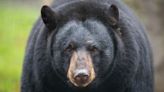 Lake Mills bear sighting, sheriff's office warning for residents